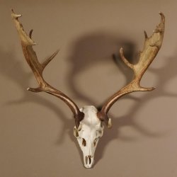 Damhirsch Hirsch Geweih Dam sehr stark Höhe 63 cm 72.453