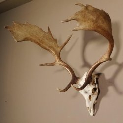 Damhirsch Hirsch Geweih Dam sehr stark Höhe 63 cm 72.453