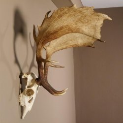 Damhirsch Hirsch Geweih Dam sehr stark Höhe 63 cm 72.453