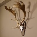 Damhirsch Hirsch Hirschgeweih Geweih Dam auf Trophäenschild Höhe 78 cm 72.455