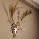 Damhirsch Hirsch Hirschgeweih Geweih Dam auf Trophäenschild Höhe 78 cm 72.455