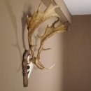 Damhirsch Hirsch Hirschgeweih Geweih Dam auf Trophäenschild Höhe 78 cm 72.455