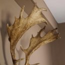 Damhirsch Hirsch Hirschgeweih Geweih Dam auf Trophäenschild Höhe 78 cm 72.455