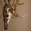 Damhirsch Hirsch Hirschgeweih Geweih Dam auf Trophäenschild Höhe 78 cm 72.455