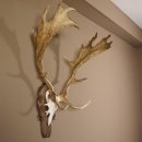 Damhirsch Hirsch Hirschgeweih Geweih Dam auf Trophäenschild Höhe 78 cm 72.455