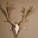 Damhirsch Hirsch Hirschgeweih Geweih Dam auf Trophäenschild Höhe 78 cm 72.455