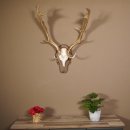 Damhirsch Hirsch Hirschgeweih Geweih Dam auf Trophäenschild Höhe 78 cm 72.455
