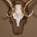 Damhirsch Hirsch Hirschgeweih Geweih Dam auf Trophäenschild Höhe 78 cm 72.455