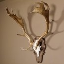 Damhirsch Hirsch Hirschgeweih Geweih Dam auf Trophäenschild Höhe 78 cm 72.455