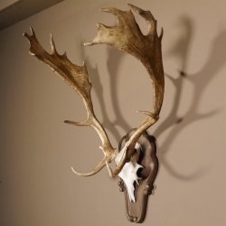 Damhirsch Hirsch Hirschgeweih Geweih Dam auf Trophäenschild Höhe 78 cm 72.455