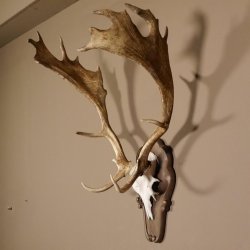 Damhirsch Hirsch Hirschgeweih Geweih Dam auf Trophäenschild Höhe 78 cm 72.455