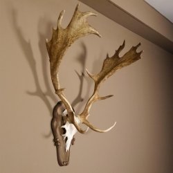 Damhirsch Hirsch Hirschgeweih Geweih Dam auf Trophäenschild Höhe 78 cm 72.455