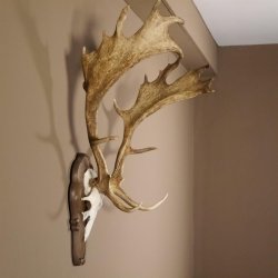 Damhirsch Hirsch Hirschgeweih Geweih Dam auf Trophäenschild Höhe 78 cm 72.455