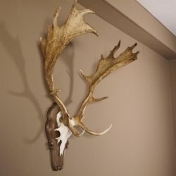 Damhirsch Hirsch Hirschgeweih Geweih Dam auf Trophäenschild Höhe 78 cm 72.455