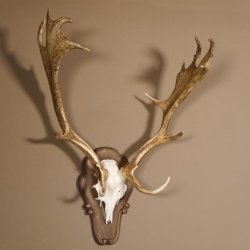 Damhirsch Hirsch Hirschgeweih Geweih Dam auf Trophäenschild Höhe 78 cm 72.455