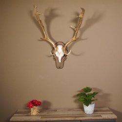 Damhirsch Hirsch Hirschgeweih Geweih Dam auf Trophäenschild Höhe 78 cm 72.455