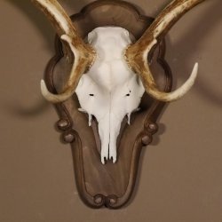 Damhirsch Hirsch Hirschgeweih Geweih Dam auf Trophäenschild Höhe 78 cm 72.455