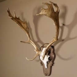 Damhirsch Hirsch Hirschgeweih Geweih Dam auf Trophäenschild Höhe 78 cm 72.455