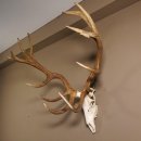 Rothirsch Geweih 16 Ender kapital Höhe 104 cm sehr stark Hirschgeweih Hirsch 70.886