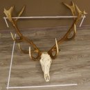 Rothirsch Geweih 16 Ender kapital Höhe 104 cm sehr...