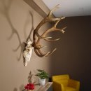 Rothirsch Geweih 16 Ender kapital Höhe 104 cm sehr stark Hirschgeweih Hirsch 70.886