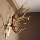 Rothirsch Geweih 16 Ender kapital Höhe 104 cm sehr stark Hirschgeweih Hirsch 70.886