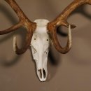 Rothirsch Geweih 16 Ender kapital Höhe 104 cm sehr stark Hirschgeweih Hirsch 70.886