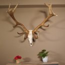 Rothirsch Geweih 16 Ender kapital Höhe 104 cm sehr stark Hirschgeweih Hirsch 70.886