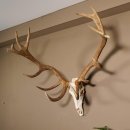 Rothirsch Geweih 16 Ender kapital Höhe 104 cm sehr stark Hirschgeweih Hirsch 70.886