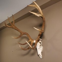 Rothirsch Geweih 16 Ender kapital Höhe 104 cm sehr stark Hirschgeweih Hirsch 70.886