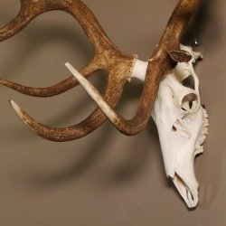 Rothirsch Geweih 16 Ender kapital Höhe 104 cm sehr stark Hirschgeweih Hirsch 70.886