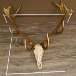 Rothirsch Geweih 16 Ender kapital Höhe 104 cm sehr stark Hirschgeweih Hirsch 70.886