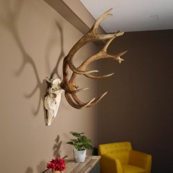 Rothirsch Geweih 16 Ender kapital Höhe 104 cm sehr stark Hirschgeweih Hirsch 70.886