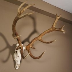 Rothirsch Geweih 16 Ender kapital Höhe 104 cm sehr stark Hirschgeweih Hirsch 70.886