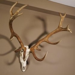 Rothirsch Geweih 16 Ender kapital Höhe 104 cm sehr stark Hirschgeweih Hirsch 70.886