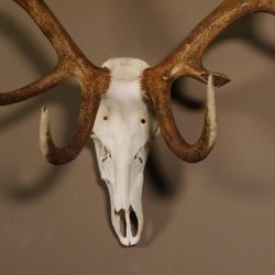 Rothirsch Geweih 16 Ender kapital Höhe 104 cm sehr stark Hirschgeweih Hirsch 70.886