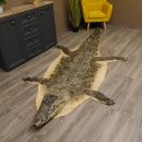 Krokodil Vorleger Präparat mit Kopfpräparation mit Genehmigung zum Verkauf Länge 311 cm