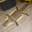 Krokodil Vorleger Präparat mit Kopfpräparation mit Genehmigung zum Verkauf Länge 311 cm