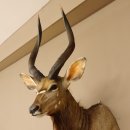 Nyala Antilope Kopf Schulter Pr&auml;parat Afrika afrikanische Troph&auml;e 95.22.4