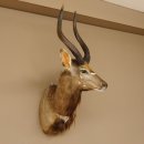 Nyala Antilope Kopf Schulter Präparat Afrika...