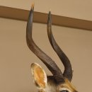 Nyala Antilope Kopf Schulter Pr&auml;parat Afrika afrikanische Troph&auml;e 95.22.4