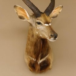 Nyala Antilope Kopf Schulter Präparat Afrika afrikanische Trophäe 95.22.4