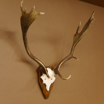 Damhirsch Hirsch Hirschgeweih Geweih Dam auf Trophäenschild Höhe 72 cm 72.457