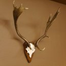 Damhirsch Hirsch Hirschgeweih Geweih Dam auf Trophäenschild Höhe 72 cm 72.457