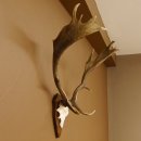 Damhirsch Hirsch Hirschgeweih Geweih Dam auf Trophäenschild Höhe 72 cm 72.457