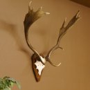 Damhirsch Hirsch Hirschgeweih Geweih Dam auf Trophäenschild Höhe 72 cm 72.457