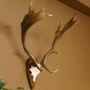 Damhirsch Hirsch Hirschgeweih Geweih Dam auf Trophäenschild Höhe 72 cm 72.457