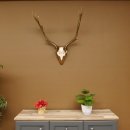 Damhirsch Hirsch Hirschgeweih Geweih Dam auf Trophäenschild Höhe 72 cm 72.457