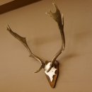 Damhirsch Hirsch Hirschgeweih Geweih Dam auf Trophäenschild Höhe 72 cm 72.457