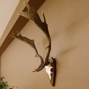 Damhirsch Hirsch Hirschgeweih Geweih Dam auf Trophäenschild Höhe 72 cm 72.457